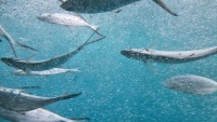 Fische